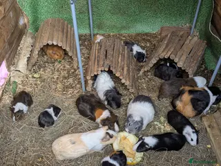 Guinea Pig rodents Girls for sale - Advert 2