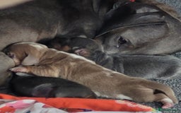 Miniature Dachshund dogs for sale: Isabella Dapple Boy left Miniature Dachshunds  - Image 10