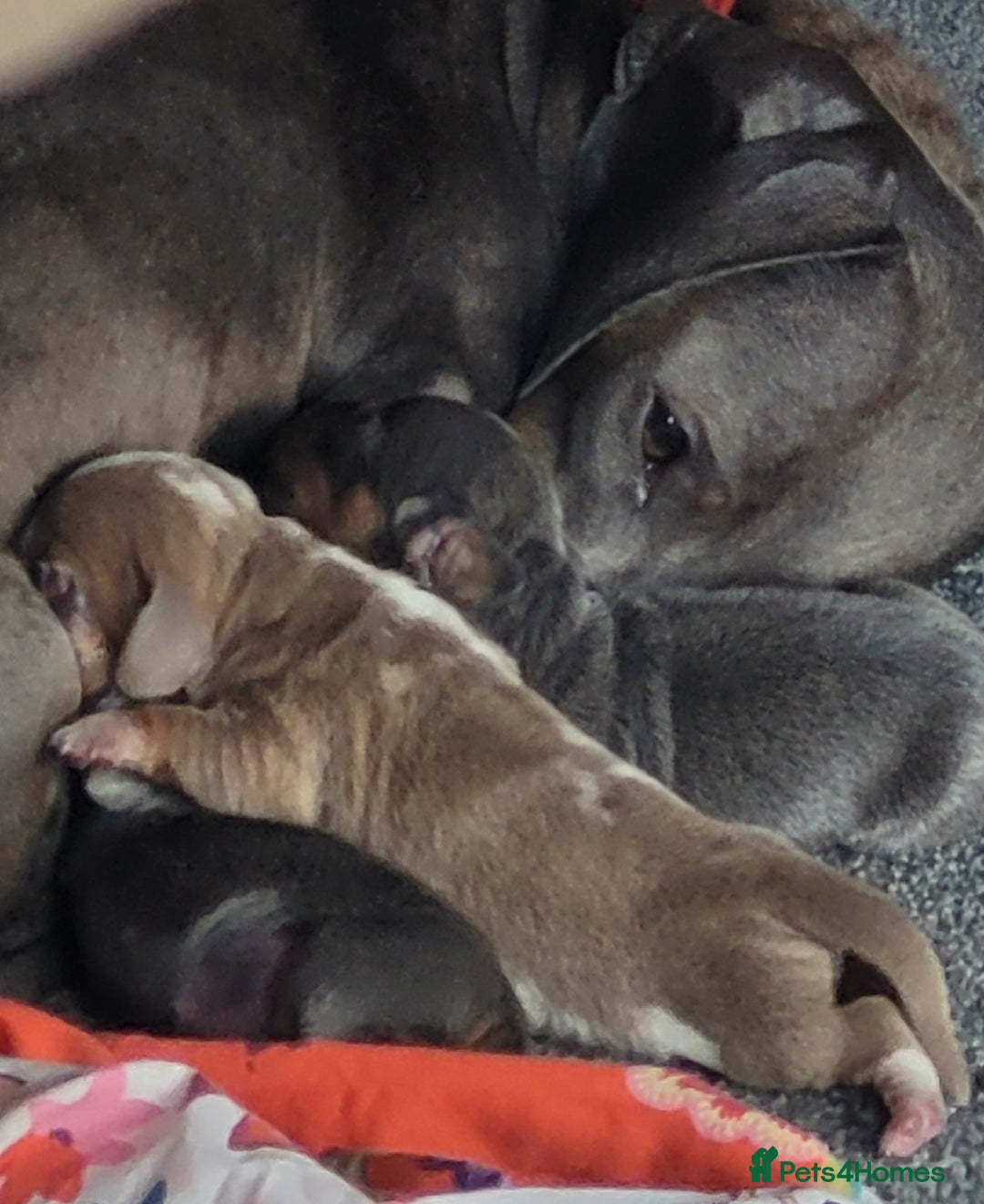 Miniature Dachshund dogs for sale: Isabella Dapple Boy left Miniature Dachshunds  - Image 10