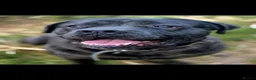Mixed Breed dogs for sale: Beautiful Brindle Cane Corso/ Mastiff pups - Advert 10