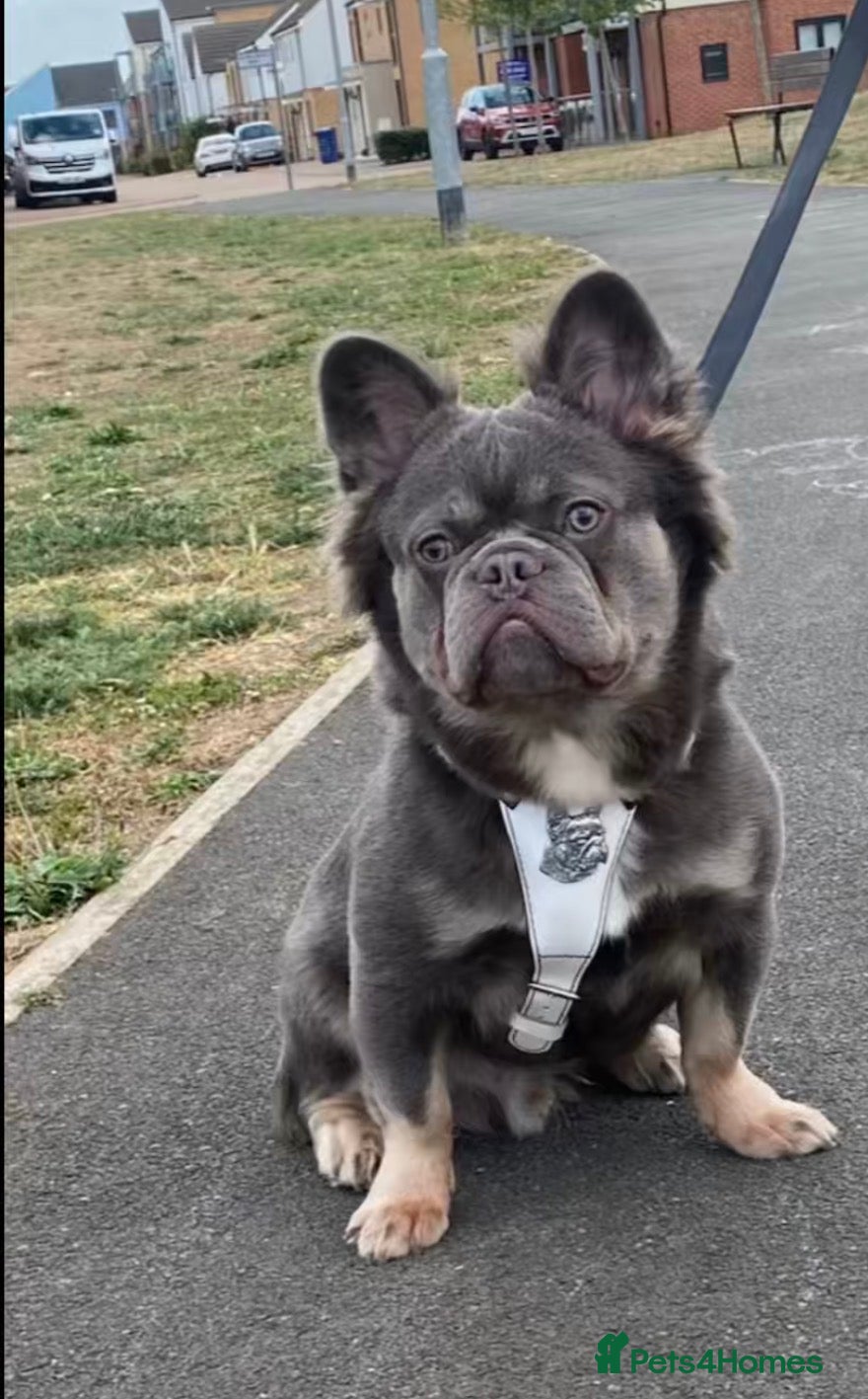 French Bulldog dogs Lilac and tan visual fluff  - Advert 1