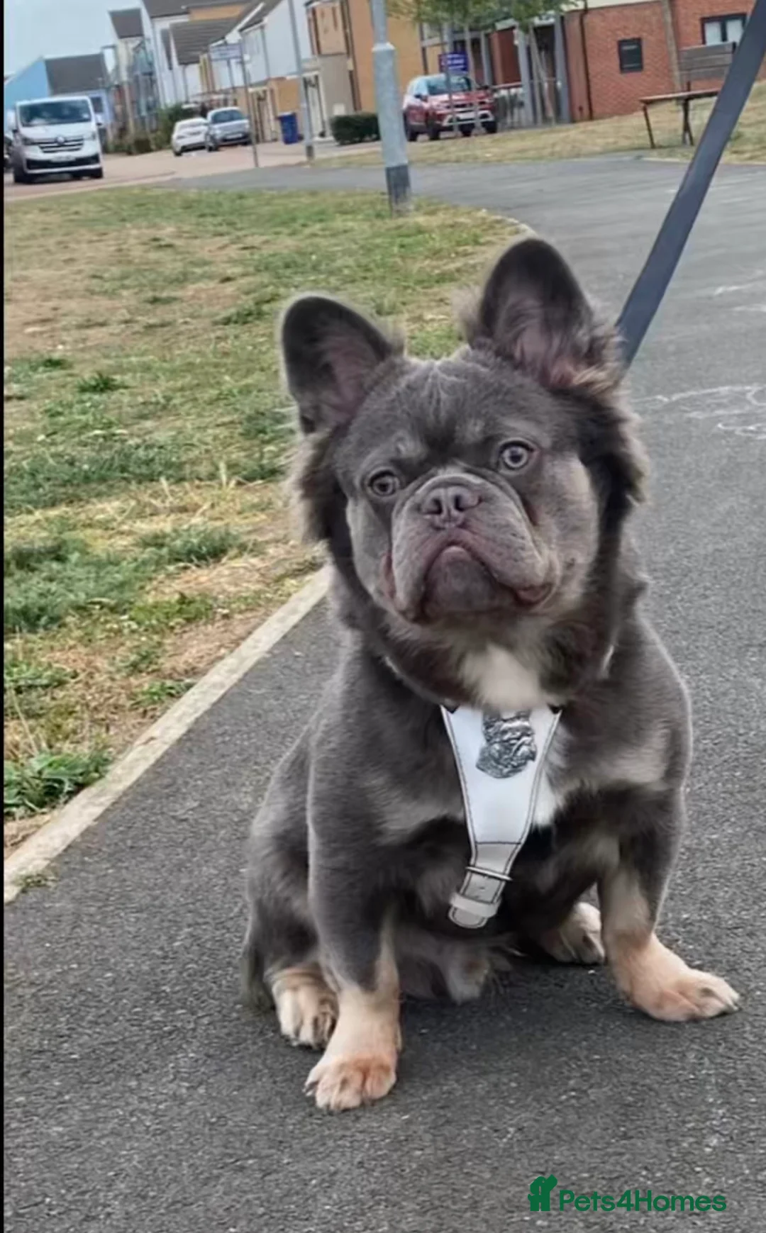 French Bulldog dogs for stud: Lilac and tan visual fluff  - Advert 1