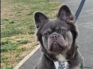 French Bulldog dogs Lilac and tan visual fluff - Advert 3