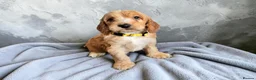 Cockapoo dogs for sale: Beautiful DNA clear F1 cockapoos pups - Advert 4