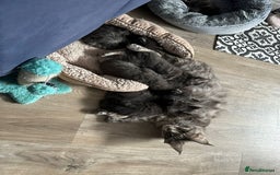 Maine Coon cats for sale: Maine Coon kittens  - Advert 30