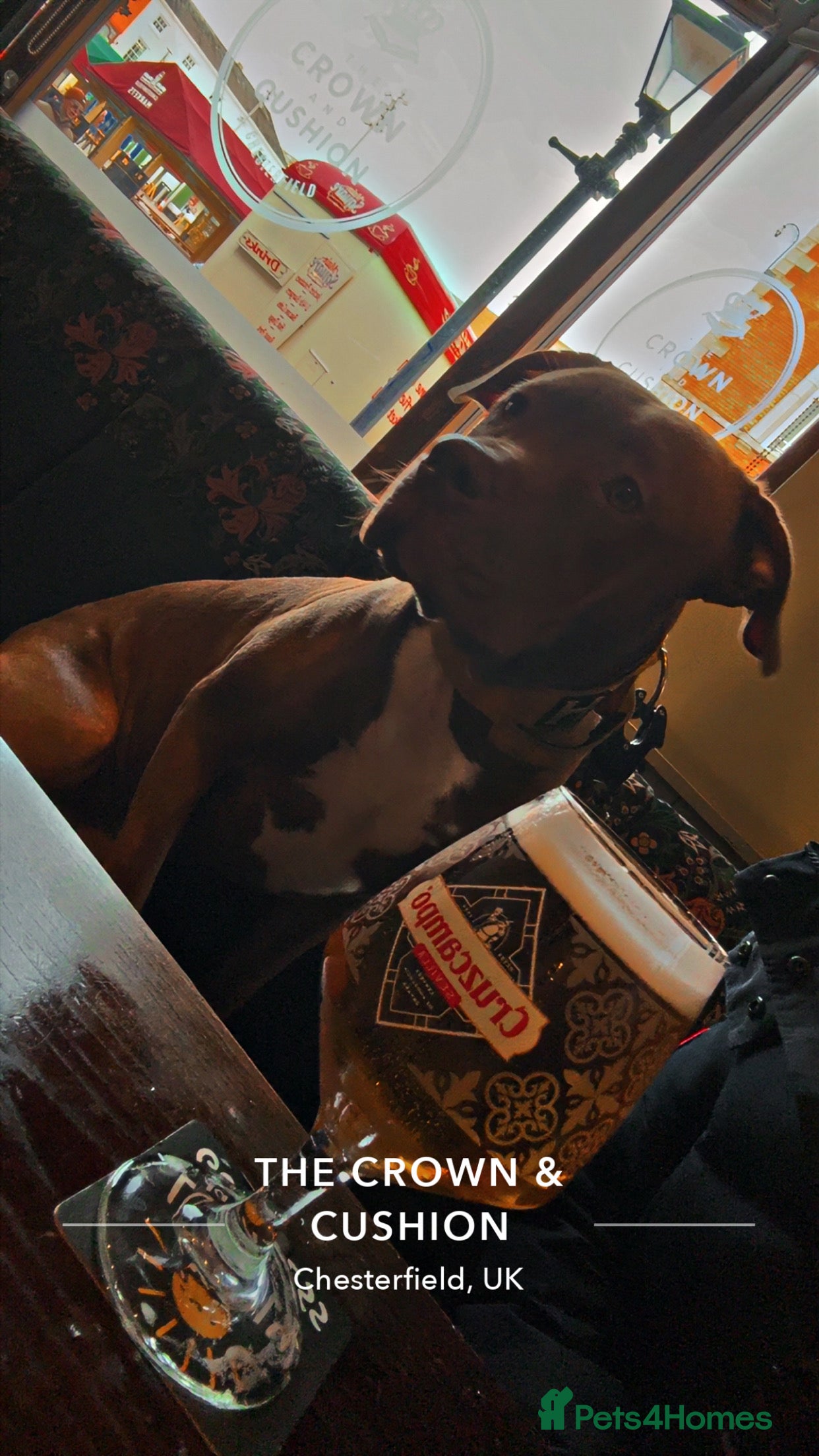 Mixed Breed dogs Unfortunately having to rehome my corso striker  - Advert 1