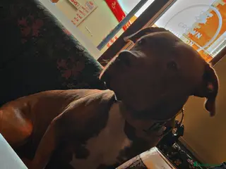 Mixed Breed dogs Unfortunately having to rehome my corso striker - Advert 1