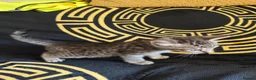 Mixed Breed cats for sale: 4 Bengal Cross kittens  - Advert 10