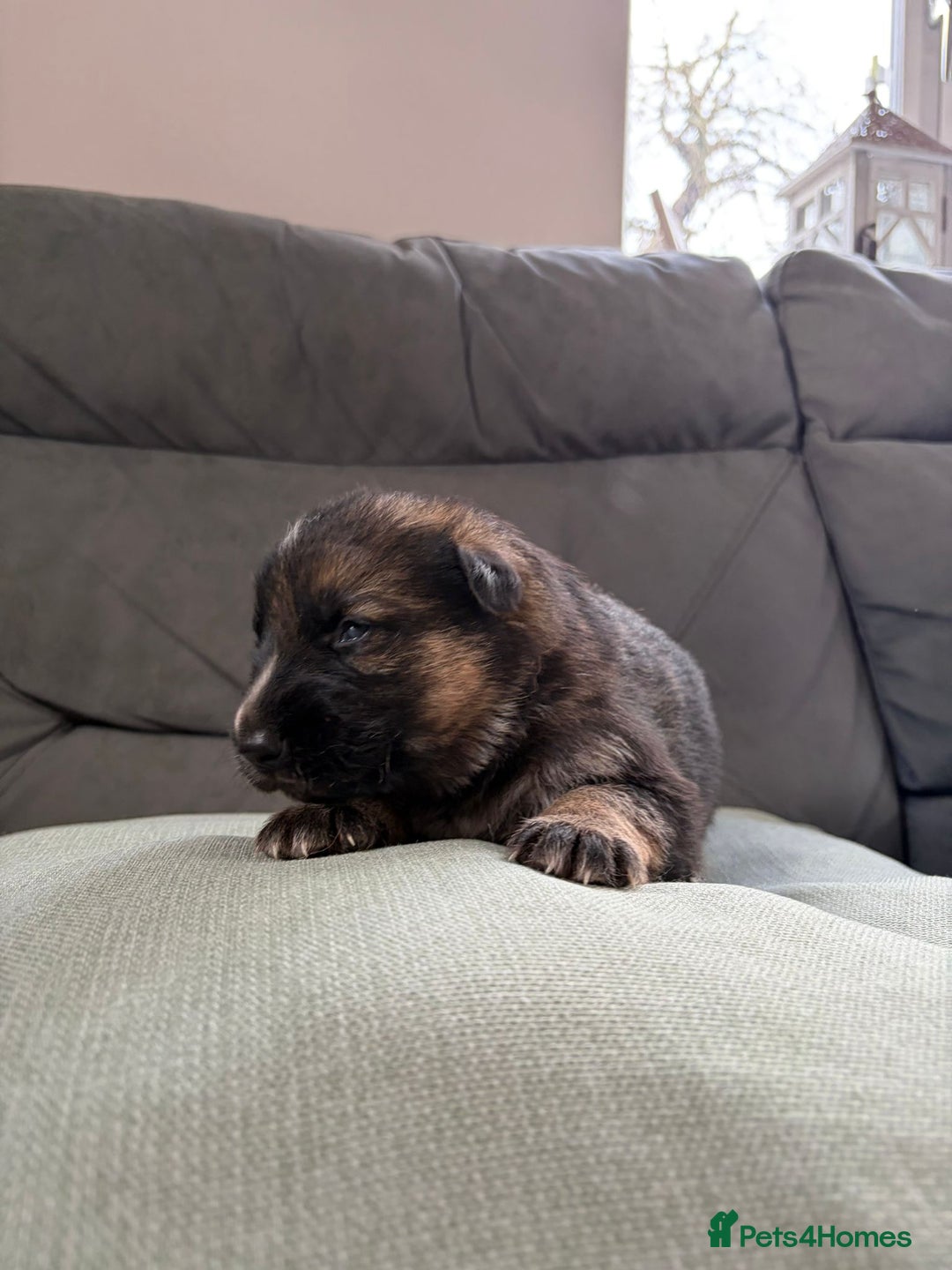 German Shepherd dogs for sale: German shepherd puppies  - Advert 25