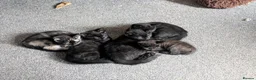 Mixed Breed cats for sale: 9 week old kittens looking for forever home in Ferryhill - Advert 2