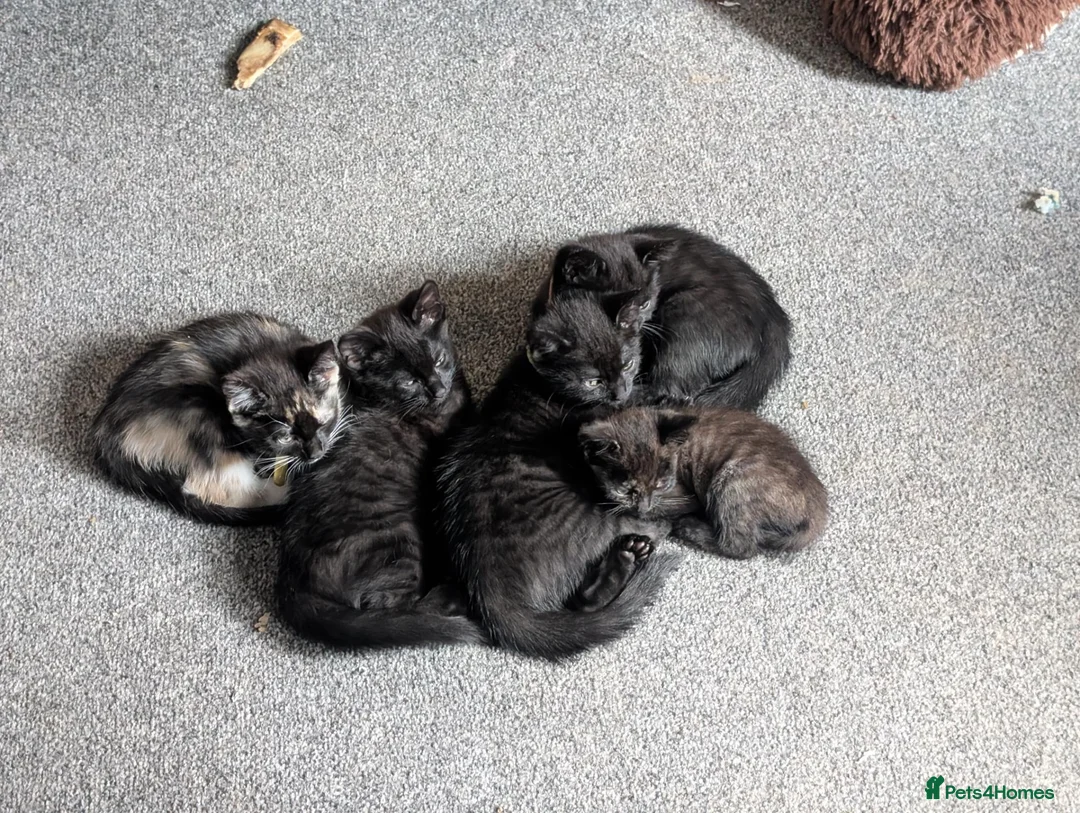 Mixed Breed cats for sale: 9 week old kittens looking for forever home in Ferryhill - Advert 2