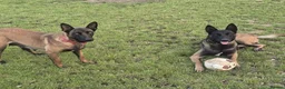 Belgian Shepherd Dog dogs for sale: Belgian shepards manolis  - Advert 18