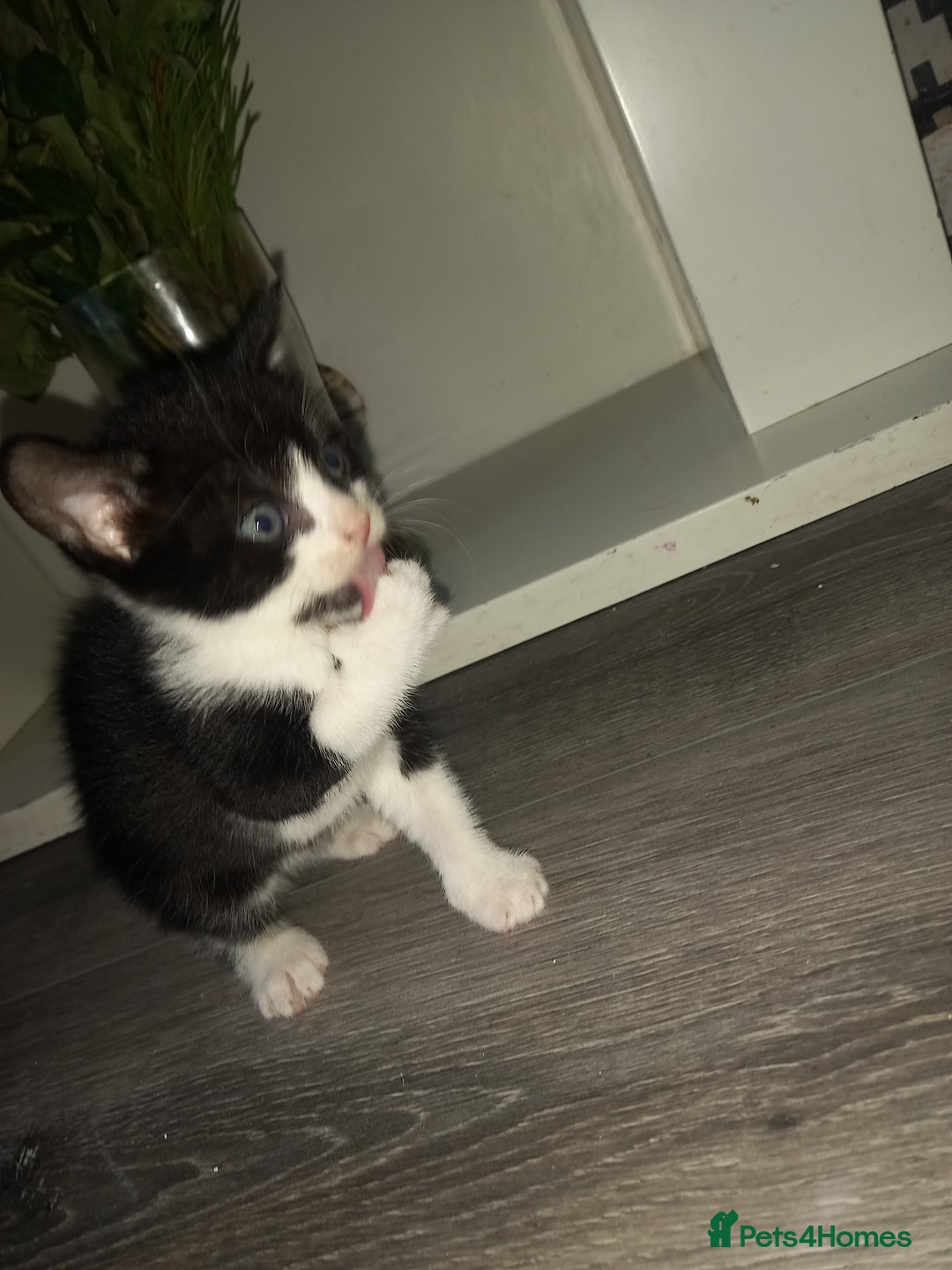 Mixed Breed cats for sale: Kittens looking for their forever loving Home - Advert 8