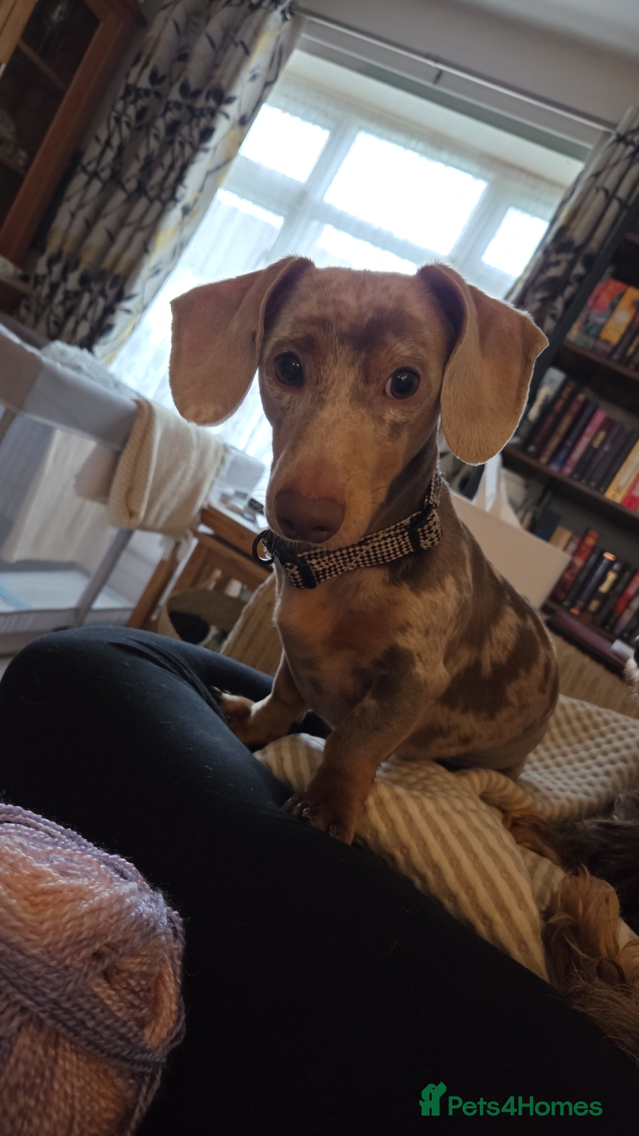 Duke 