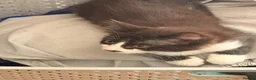 British Shorthair cats for sale: 4 black + white female kittens - Advert 16