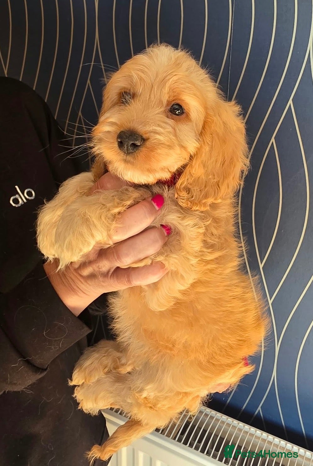 Cockapoo dogs Gorgeous cockapoo pups - ready now  - Advert 2