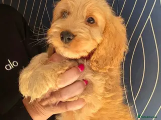 Cockapoo dogs Gorgeous cockapoo pups - ready now - Advert 2