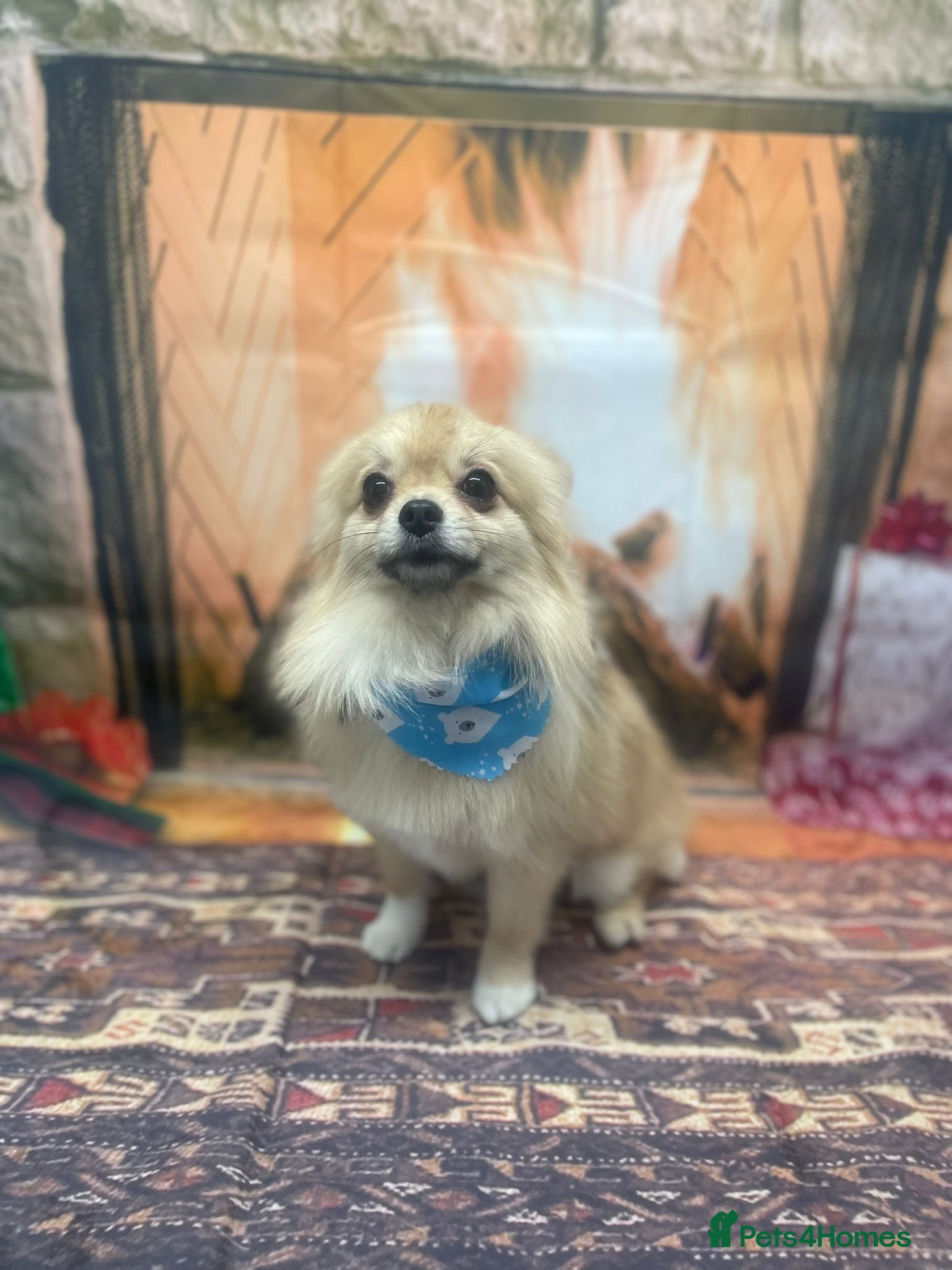 Pomchi dogs Dovah the amazing pomchi  in Romford - Advert 1