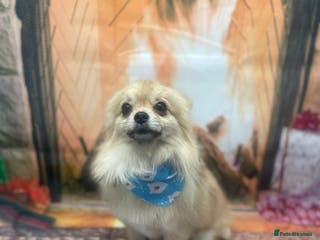 Pomchi dogs Dovah the amazing pomchi in Romford - Advert 2