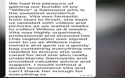 Samoyed dogs for sale: Samoyed puppies - gorgeous white bundle of joy! - Advert 8