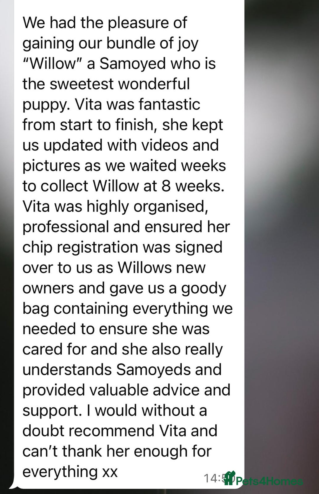 Samoyed dogs for sale: Samoyed puppies - gorgeous white bundle of joy! - Advert 8