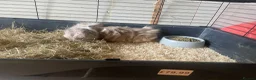 Guinea Pig rodents for sale: 2 female guinepigs  - Advert 3