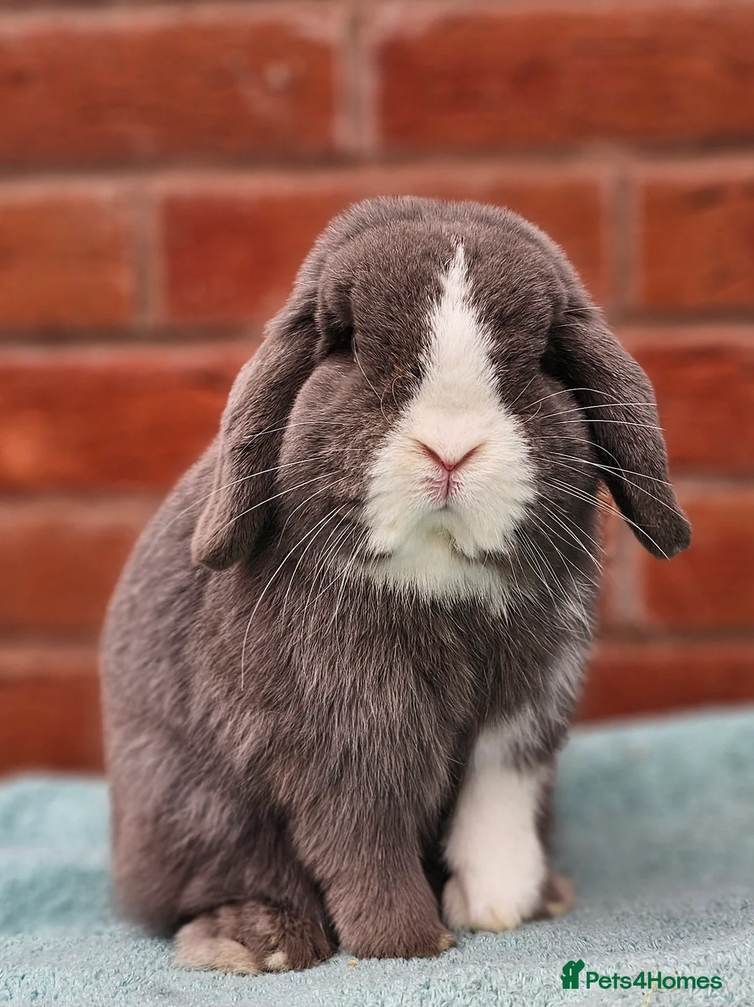 Mini Lop rabbits for sale: Mini Lop Buck  - Advert 4