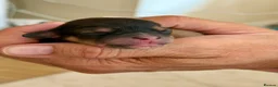 Chorkie dogs for sale: Miniature Chorkie Boys - Advert 28