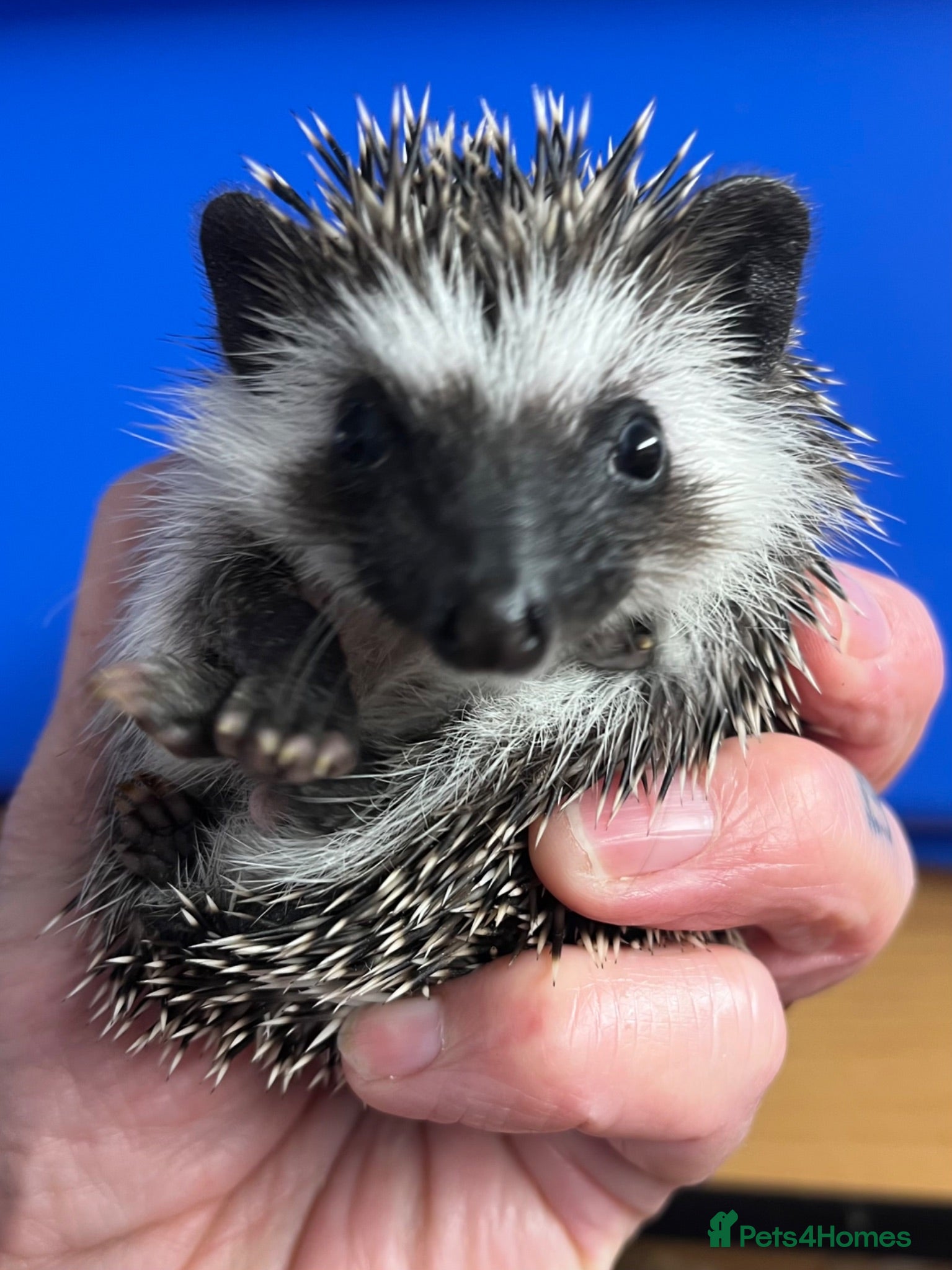 Pygmy Hedgehog rodents Super litter of hoglets seeks 5* homes  - Advert 1