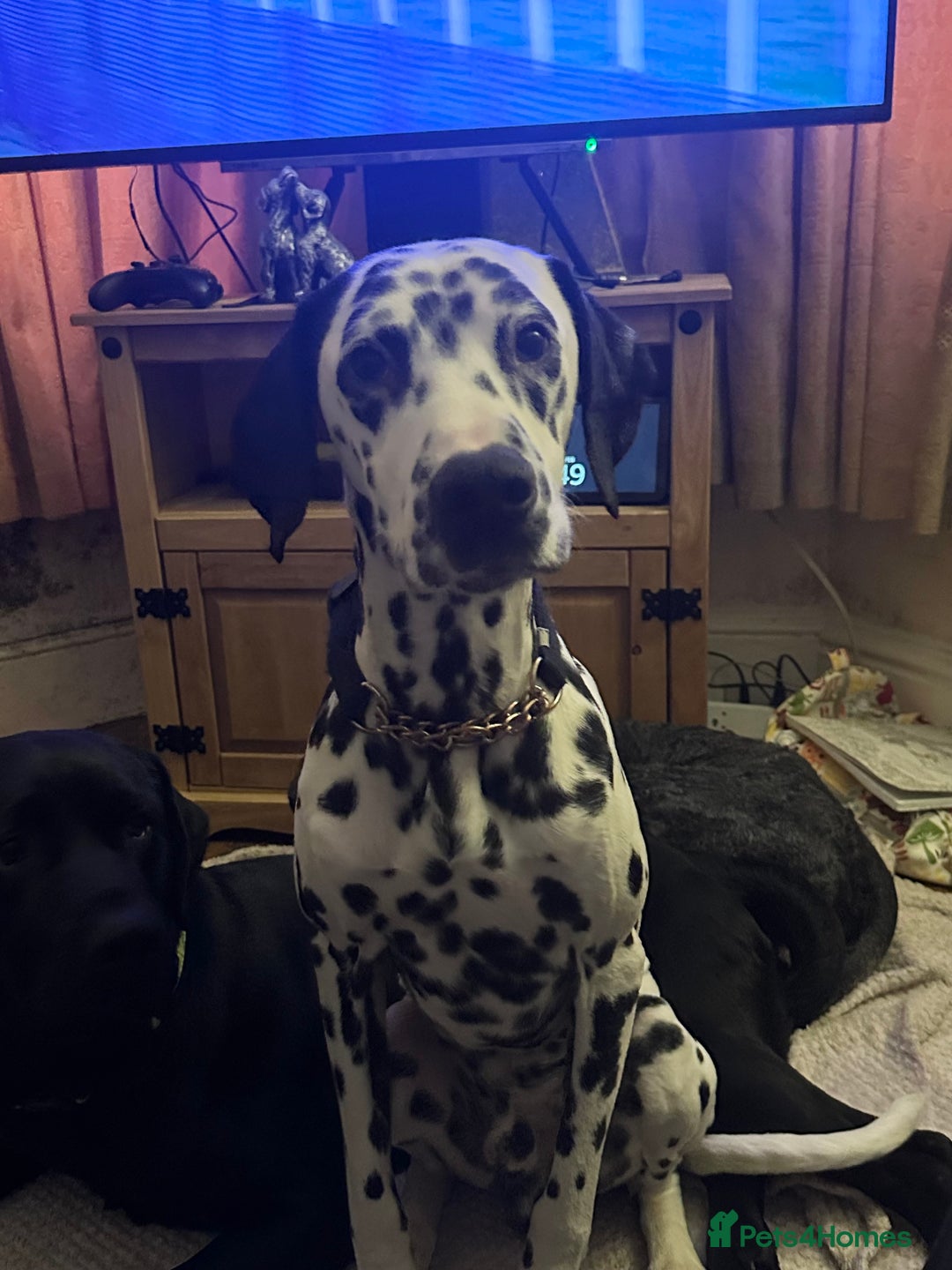 Mixed Breed dogs for sale: Dalmatian cross pointer - Advert 1