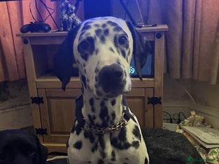 Mixed Breed dogs Dalmatian cross pointer - Advert 1