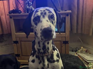 Mixed Breed dogs Dalmatian cross pointer - Advert 3