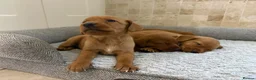 Labradoodle dogs for sale: F1B Quality Health Tested Fox Red Labradoodle  - Advert 10