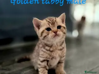 British Shorthair cats Champion bloodline, Health tested,Pedigree BSH - Advert 3