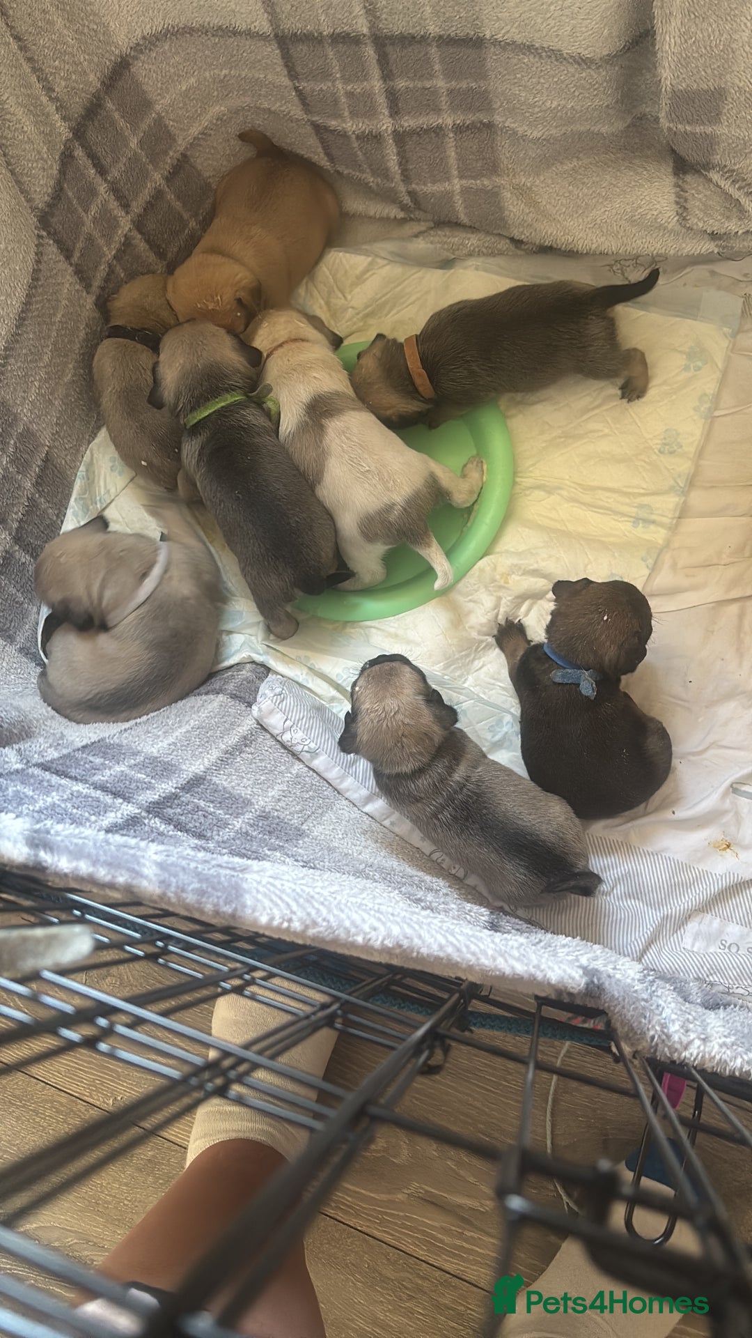 Pug dogs for sale: Pug Puppies  - Image 20