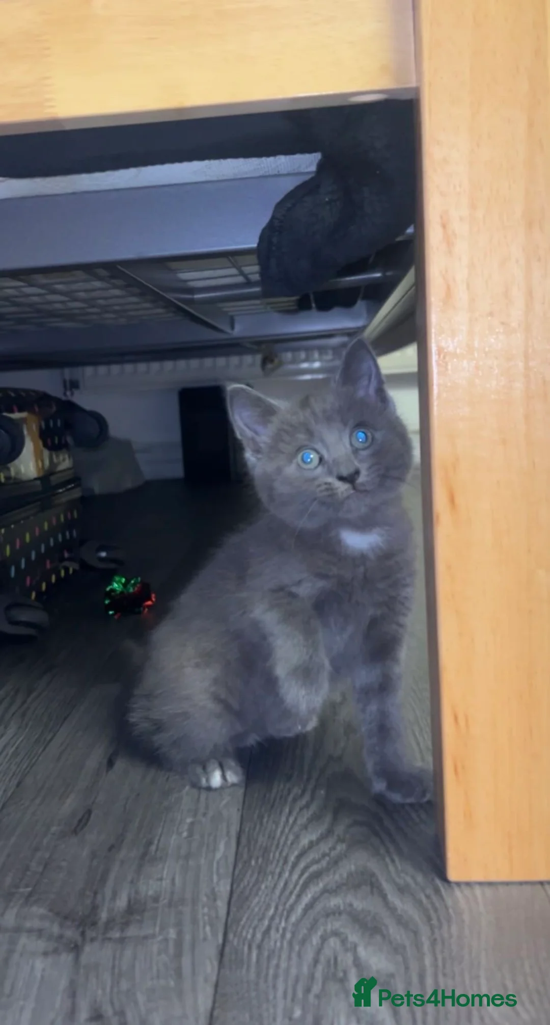 Mixed Breed cats for sale: Beautiful kitten  - Advert 1