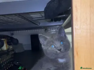 Mixed Breed cats Beautiful kitten - Advert 17