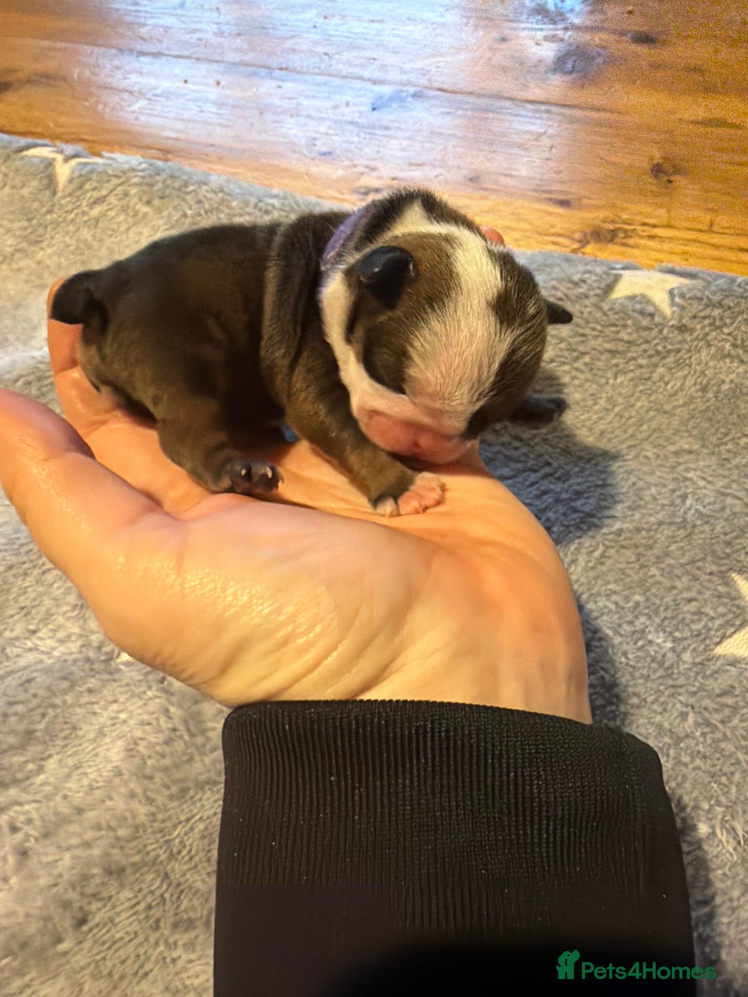 English Bulldog dogs for sale: 🌸❤️ TOP BLOOD LINE ENGLISH BULLDOGS RED AND WHITE - Advert 28