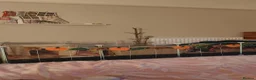 Guinea Pig rodents for sale: Pumpkin & spice  - Advert 7