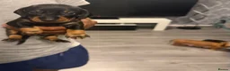 Miniature Dachshund dogs for sale: Miniature dachshunds  - Advert 12