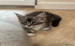 Maine Coon cats for sale: Beautiful GCCF kittens various colours - Image 4
