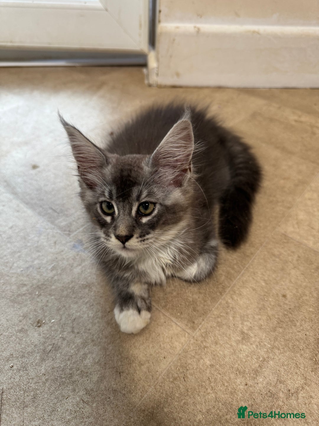 Maine Coon cats for sale: Beautiful GCCF kittens various colours - Image 4
