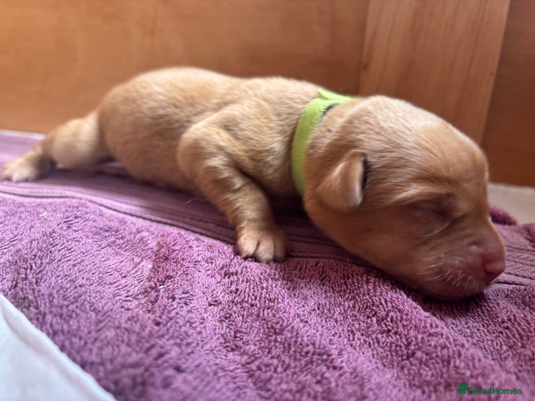Labrador Retriever dogs for sale: KC Reg ‘Fox Red’ Labrador Retrievers  - Image 17
