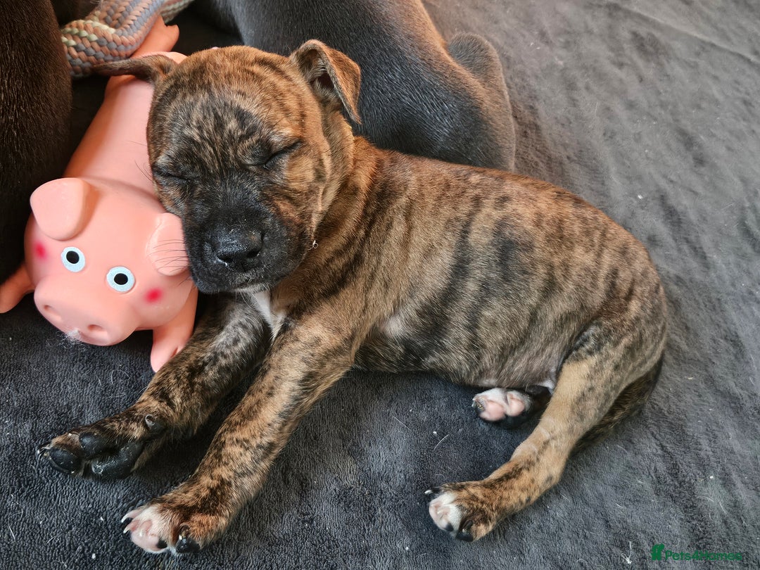 Mixed Breed dogs for sale: American Bulldog Cross Staffy puppies  - Image 8