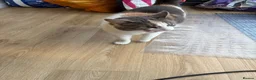 Maine Coon cats for sale: Bonnie and Binky  in Cambridge - Advert 5