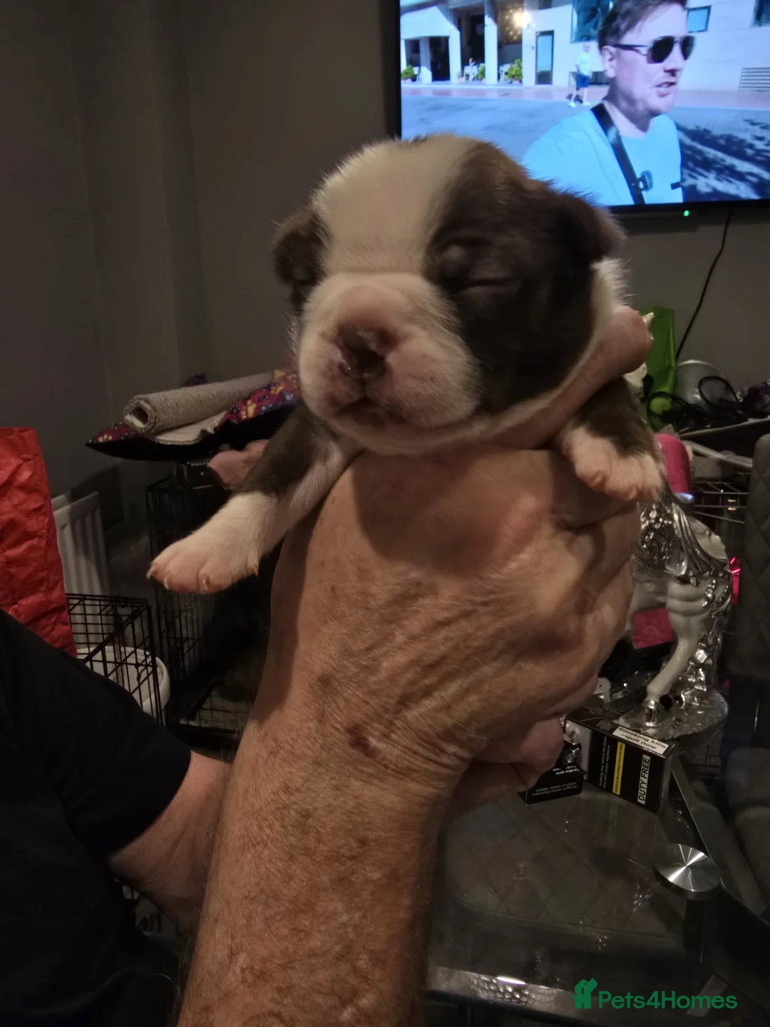 Boston Terrier dogs for sale: BEAUTIFUL BOSTON TERRIER PUPS  - Advert 37