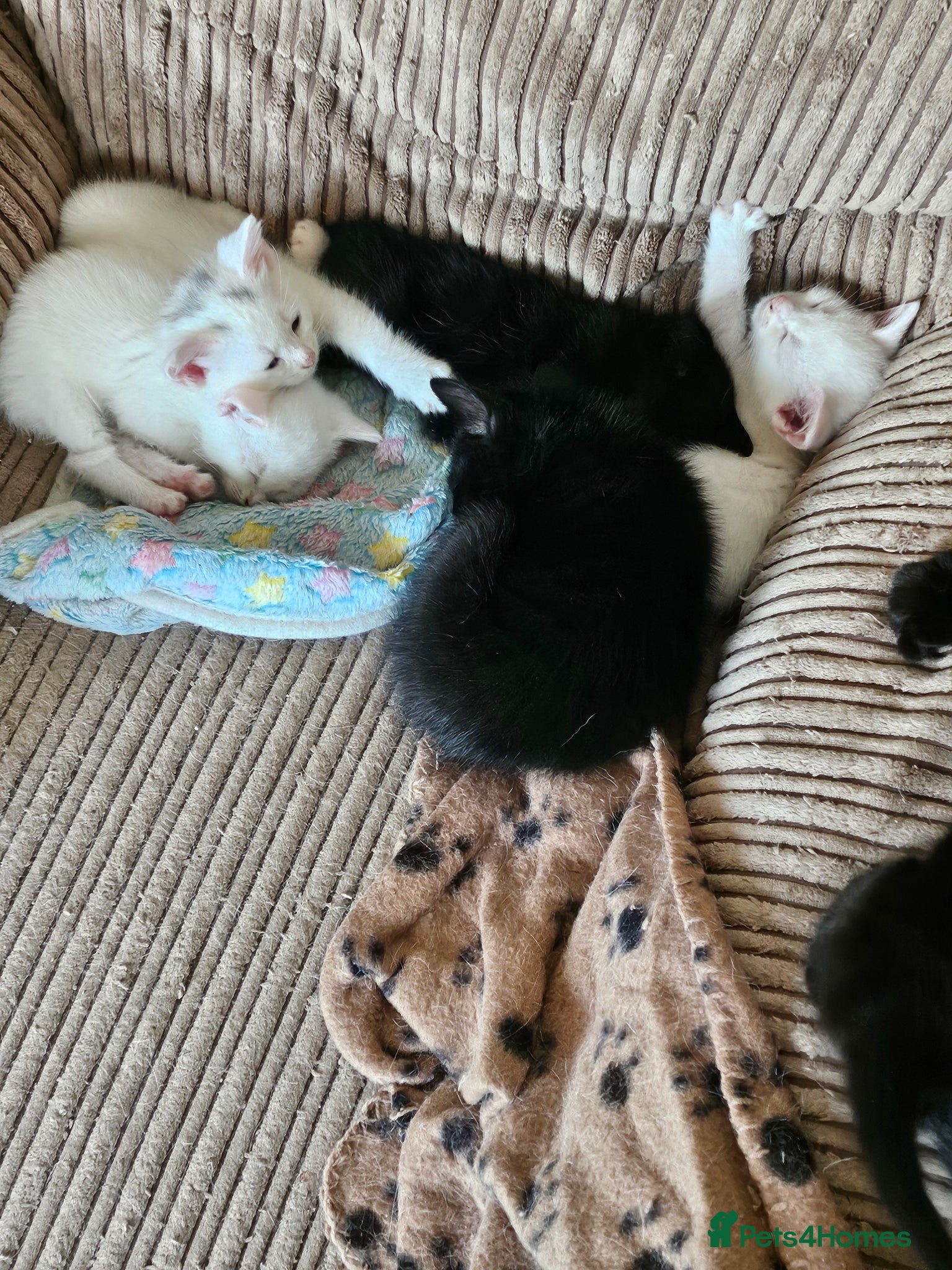 Mixed Breed cats for sale: Looking for a loving home - Advert 4