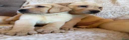 Labrador Retriever dogs for sale: ❤️💫 Superb, chunky, Golden Labrador puppies 💫❤️ in Stourbridge - Advert 5