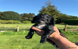 Cocker Spaniel dogs for sale: Working cocker spaniel - Image 2