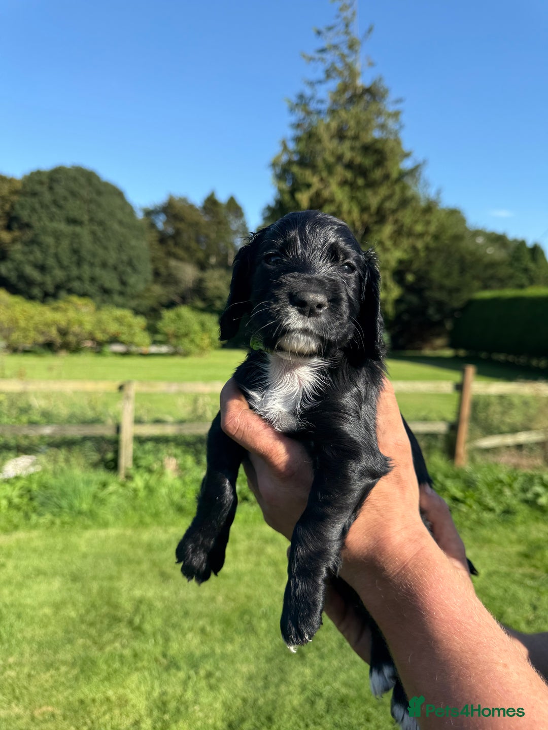 Cocker Spaniel dogs for sale: Working cocker spaniel - Image 2